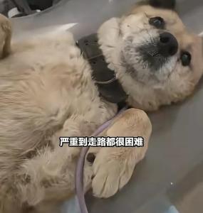 主人去世后狗狗守老房子10年 現(xiàn)實版“忠犬八公”，救助人員：肝腹水嚴重