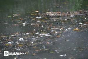 福州晉安湖出現(xiàn)大量死魚 強(qiáng)對(duì)流天氣致缺氧死亡