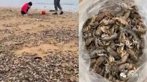 現(xiàn)場：蝦蟹被沖上岸 有游客撿一百多斤,！