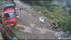 狗闖進村民家中咬女童被打死 農(nóng)村犬患治理困局