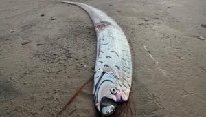 罕見(jiàn)末日魚(yú)驚現(xiàn)澳大利亞海灘 深海生物引發(fā)熱議