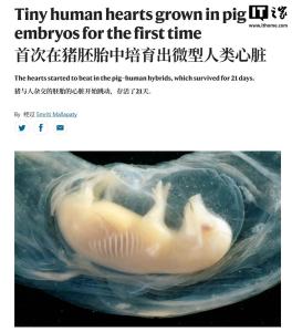 中國(guó)科學(xué)家首次在豬胚胎中培育出含人類細(xì)胞的心臟 器官移植新希望
