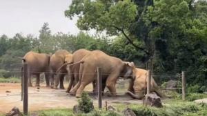 上海野生動(dòng)物園回應(yīng)一大象被霸凌 園方稱屬正?，F(xiàn)象