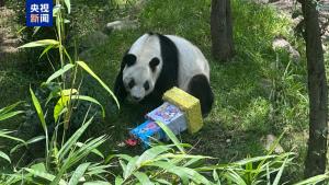海外最長(zhǎng)壽大熊貓迎來(lái)35歲生日 慶祝派對(duì)溫馨舉行