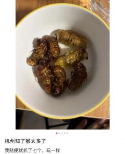 又到一年一度抓知了猴的季節(jié) 夜幕下的尋寶者