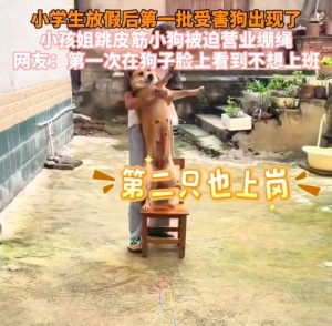小學生放假后第一批受害狗出現(xiàn)了 第一次在狗子臉上看到不想上班