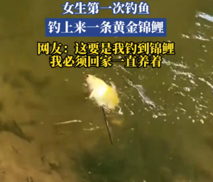 女生第一次釣魚就釣上一條黃金錦鯉 網(wǎng)友：空載而歸的釣魚佬流下羨慕的淚水