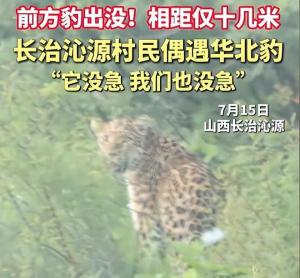 村民偶遇華北豹對視半分鐘 罕見相遇記錄珍貴瞬間