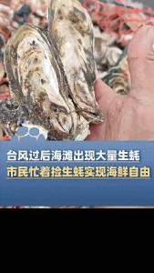 臺(tái)風(fēng)后廣東一海灘現(xiàn)大量生蠔 市民實(shí)現(xiàn)海鮮自由