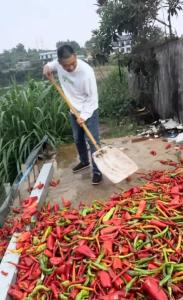 长沙多个鱼场用辣椒养鱼最爱朝天椒 独特养殖方式引关注