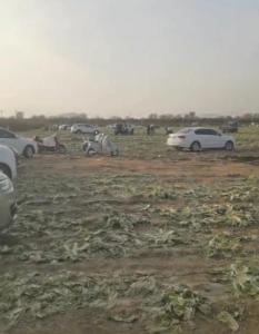 白菜免费摘谁在造谣谁在传谣 谣言致近百万损失