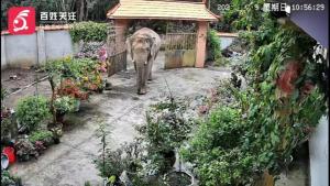 野生象推门入院找食物零破坏撤离 温和访客未损一物