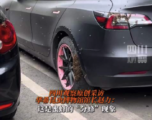 网友偶遇一轿车轮胎上爬满蜜蜂 怀疑狗有糖尿病