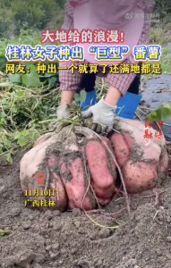 女子种出巨型红薯，网友：种出一个就算了还满地都是！