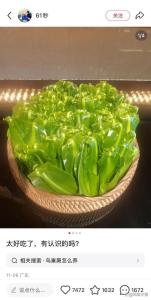 50块1斤的网红菜竟是云南人的绿化带！