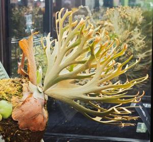 这种热植一片叶子卖上万元 “锦化”现象推高价格