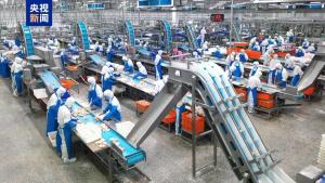 中国主导制定 鸡屠宰有了国际标准 填补全球标准空白