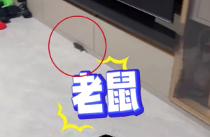 女子取水果快递听见鸟叫拆箱窜出老鼠