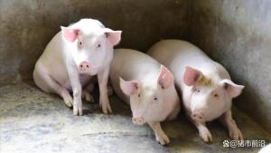 猪价上涨“猛抬头”！12月7日猪价 腌腊需求支撑显现