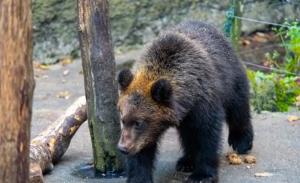 日本抓到一只380公斤巨型棕熊 北海道熊患严重