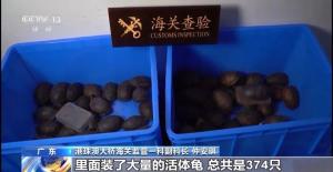 女子褲子內(nèi)藏2斤多活蟲入境 被海關查獲 人體夾藏活蟲進境被查