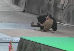 官方回应黑熊表演现场袭击饲养员 因抢食胡萝卜引发