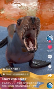 武漢一動(dòng)物園上演瘋狂動(dòng)物城，海獅憑“發(fā)癲”舞姿火出圈，保育員：她平時(shí)就這么瘋