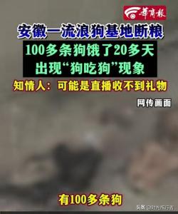 一流浪狗基地現(xiàn)狗吃狗現(xiàn)象 斷糧20多天引發(fā)悲劇