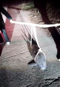 湖北一江豚死亡多日后被打撈上岸 熱心市民發(fā)現(xiàn)報警