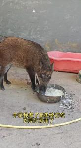 男子收養(yǎng)野豬一年從30斤長到150斤 成網(wǎng)紅豬拒高價收購