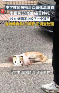 教体局回应查寝教官摔死学生的猫 校园暴力引众怒