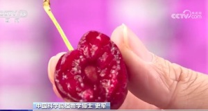 为何说更应注意车厘子的山梨糖醇