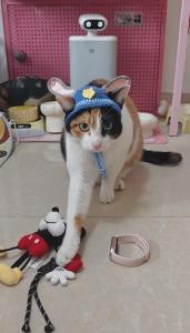 萝卜纸巾猫为什么火了 萌宠治愈与时代共鸣