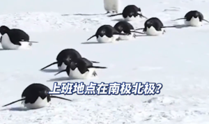 一事业单位招聘要求“能赴南北极现场工作” 招聘方回应