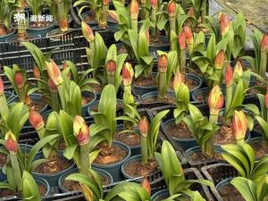 曾近300元排队抢的花已跌至35元 网红经济回归理性