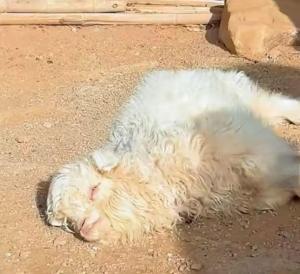 网红戏精小羊装死实则因遗传缺陷 基因突变引发肌强直