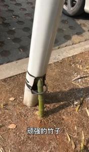 竹子穿透路灯生长 成网红打卡地 生命力顽强令人称奇