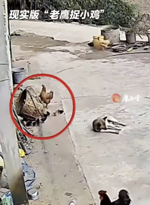 现实版“老鹰捉小鸡”，一只老鹰俯冲入院试图抓走小鸡