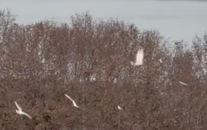 西湖下雪了 飞鸟雪中成群掠过