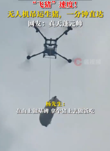 天蓬元帅？180斤活猪用无人机吊运