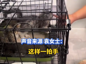 夫妻新婚首日“喜提双胞胎”小猫果断收养