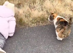 宝宝走路摔倒流浪猫立马倒下 猫：人类幼崽不要碰瓷