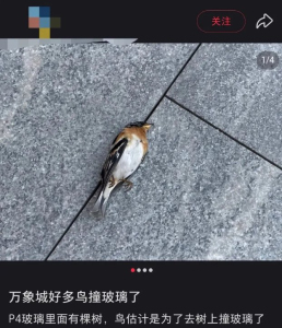 多只小鸟撞西安万象城玻璃墙死亡 反光误导悲剧