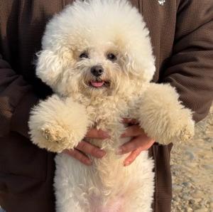 第一批回村的狗已经在挨打了 乡村自由乐章