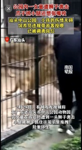女童近距离投喂被狮子抓住 园区管理漏洞暴露