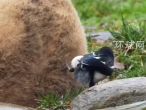 俩喜鹊从熊猫屁股上薅毛做窝 网友：这可能是史上最“贵”的鸟窝