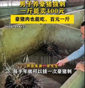 男子养豪猪拔刺一斤能卖400元 药用工艺品价值高