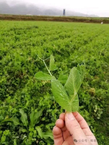 贵州豌豆尖100多1斤还有市场 蔬菜界的“爱马仕”