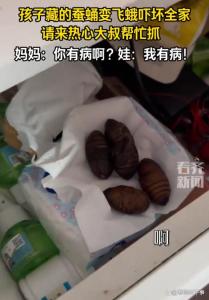 孩子不忍心吃蚕蛹 偷藏妈妈床头柜 惊喜变惊吓