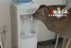 小鹿亲自开饮水机喝水 网友：竟然还区分了冷热水